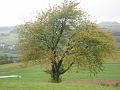 Bebra Bueren (44)